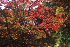 torii 011