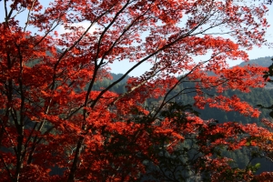torii 013