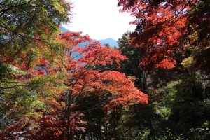 torii 014