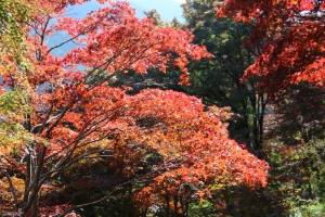 torii 015
