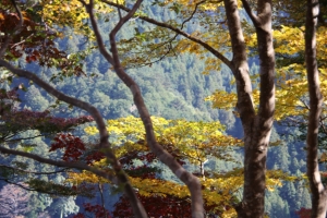 torii 016