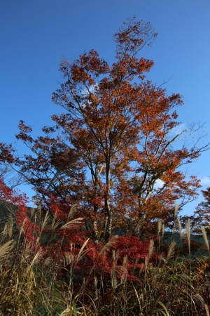 torii 018
