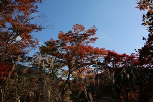 torii 019