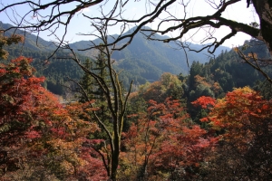 torii 024