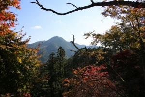 torii 029