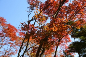 torii 041