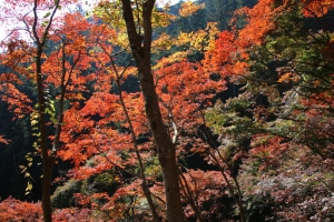torii 042