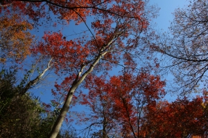 torii 043