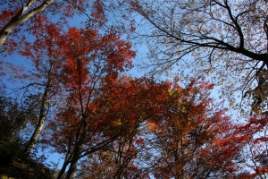 torii 044