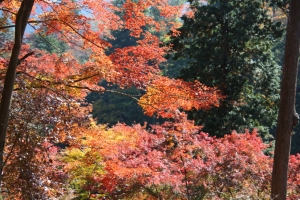 torii 045