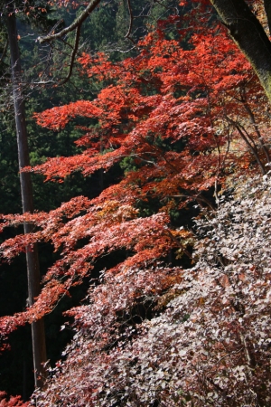 torii 046
