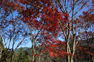 torii 049