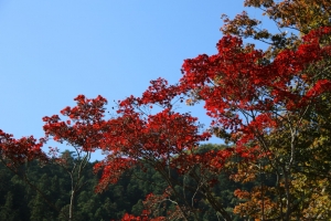 torii 050