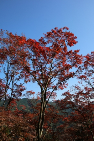 torii 051