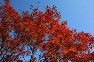 torii 052