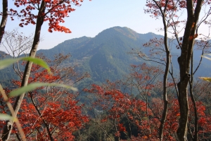 torii 058