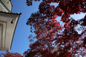 torii 061