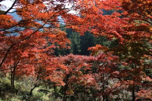 torii 062