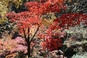 torii 064