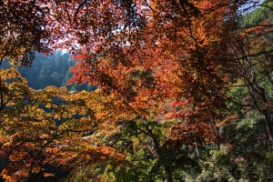 torii 065