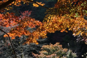 torii 066