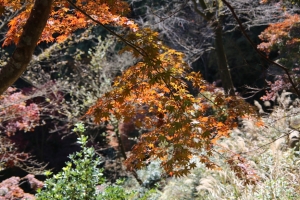 torii 067