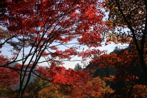 torii 068