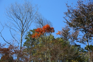 torii 069