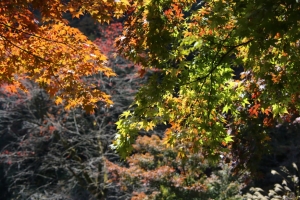 torii 070