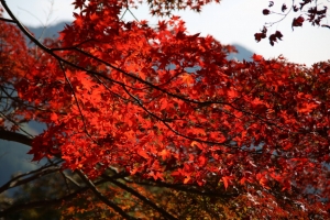 紅葉に染まる鳥居観音２０１６