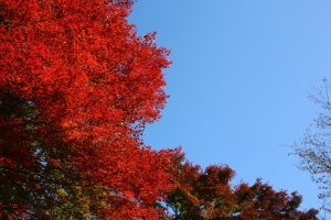 torii 086
