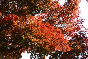 torii 088