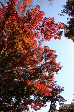 torii 089