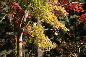 torii 090