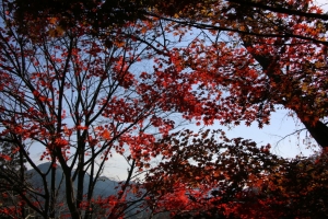 torii 097