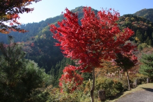 torii 103