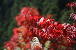 torii 104