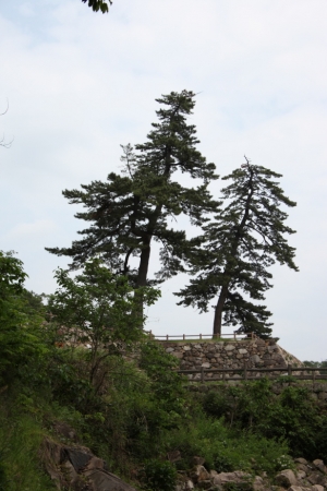 tottori  246