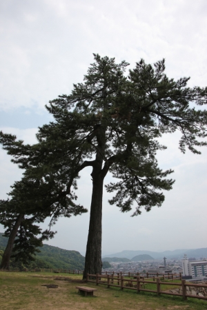 tottori  249