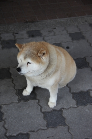 tottori  061