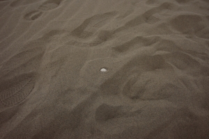 tottori  219