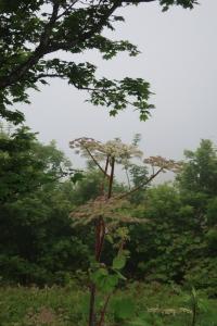touya muroran 086