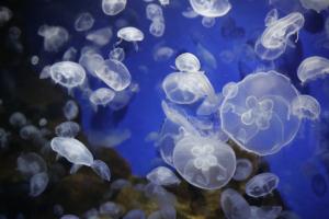 室蘭水族館