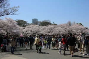 ueno sakura 20150331 001