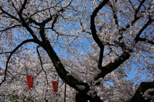 ueno sakura 20150331 003