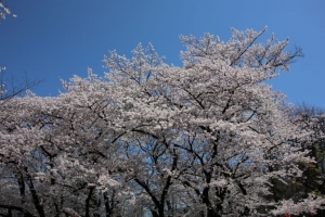 ueno sakura 20150331 004