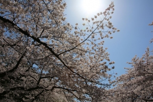 ueno sakura 20150331 005