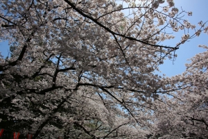 ueno sakura 20150331 006