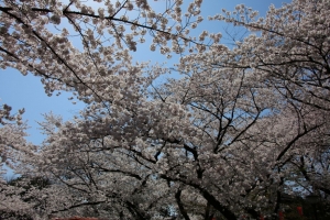 ueno sakura 20150331 007