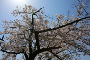 ueno sakura 20150331 008